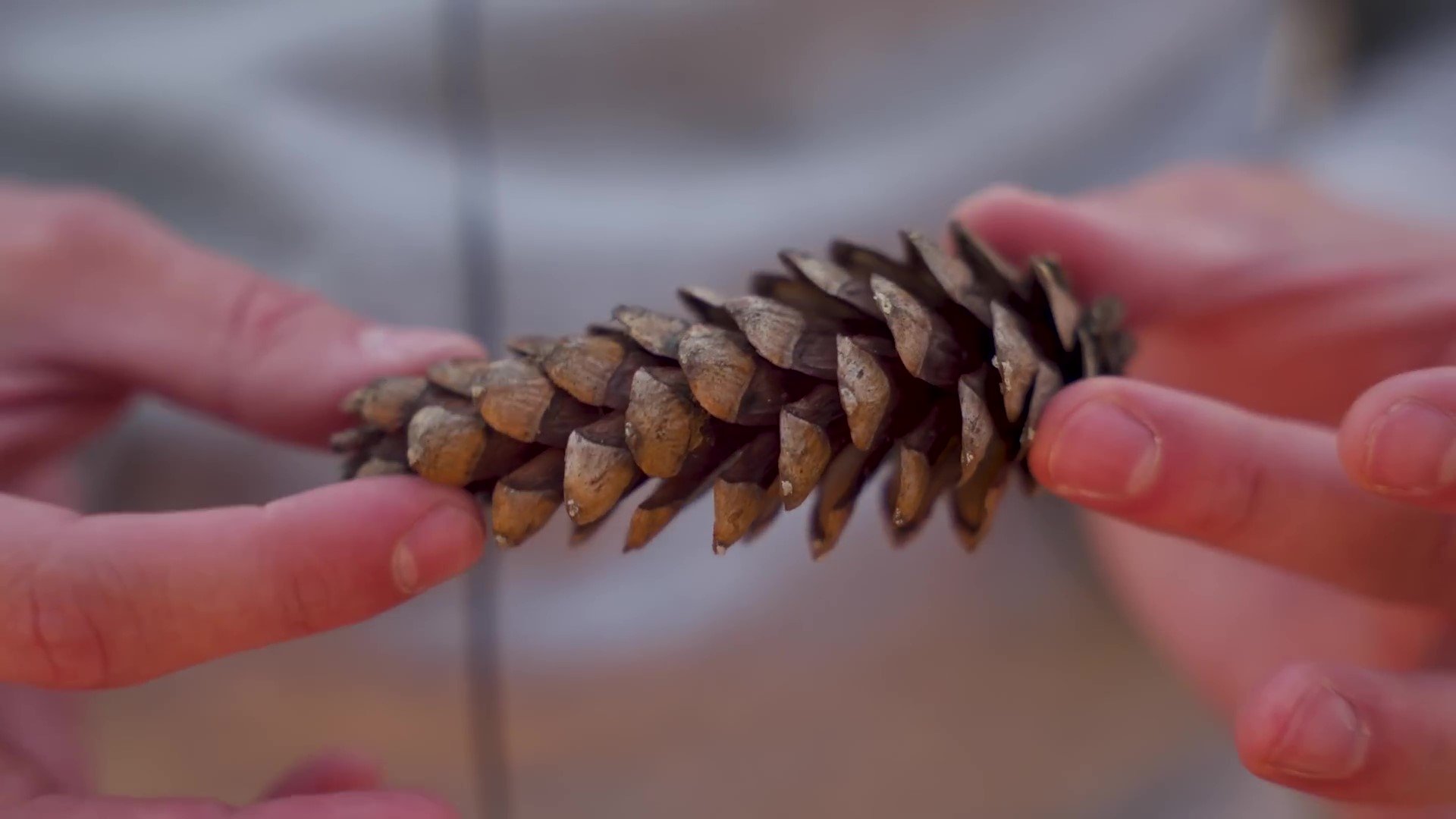 Ultimate Merino Wool T-Shirt Test - The Pine cone demonstration