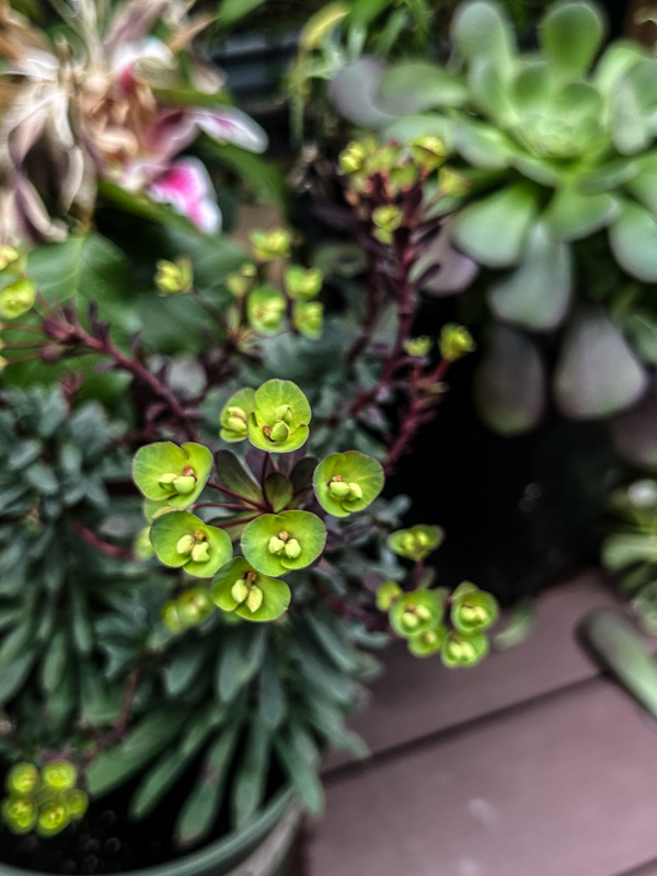 My Everyday Life Week 09 of 2026- Tracy Benjamin of Shutterbean.com