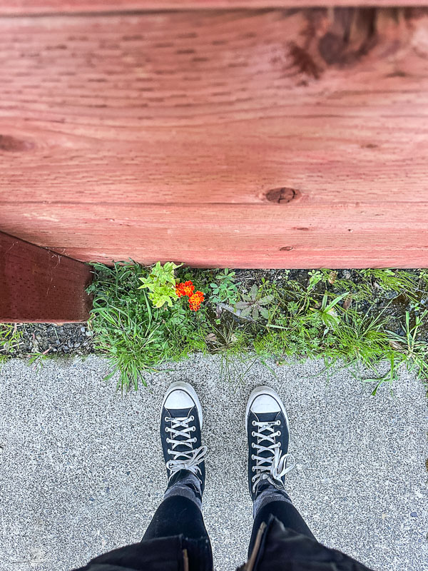 My Everyday Life Week 09 of 2026- Tracy Benjamin of Shutterbean.com