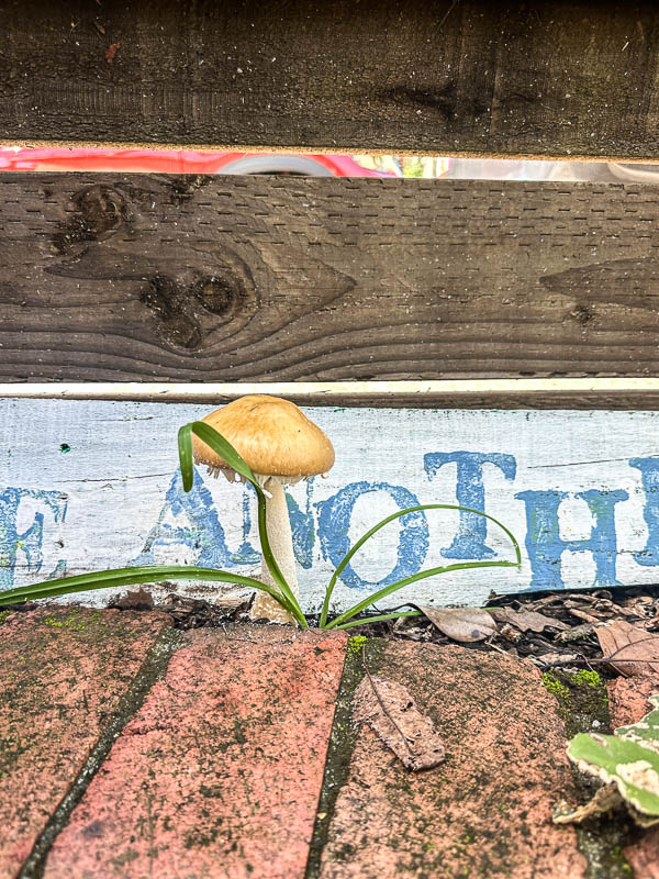 My Everyday Life Week 09 of 2026- Tracy Benjamin of Shutterbean.com