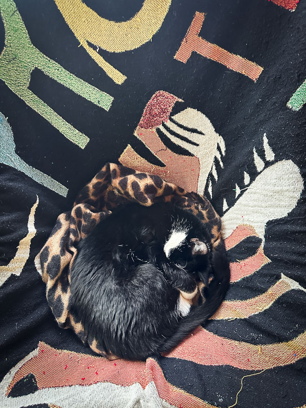 My Everyday Life Week 09 of 2026- Tracy Benjamin of Shutterbean.com