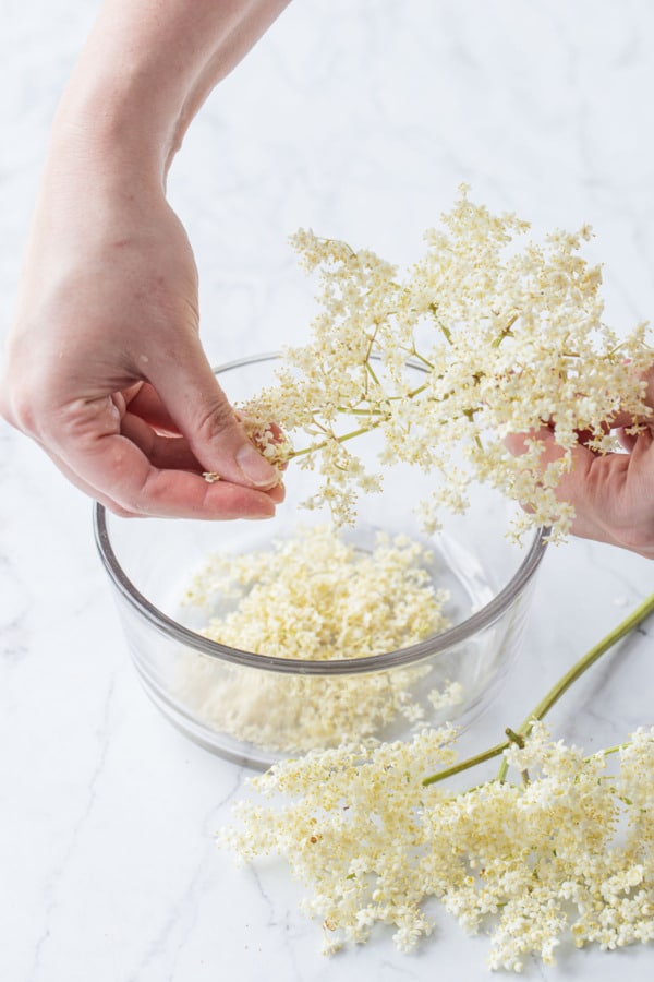 Picking elderflowers off of the stems to make syrup.